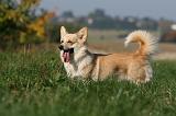 CORGI PEMBROKE 1110